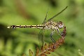 J19_3524 Orthetrum caledonicum female